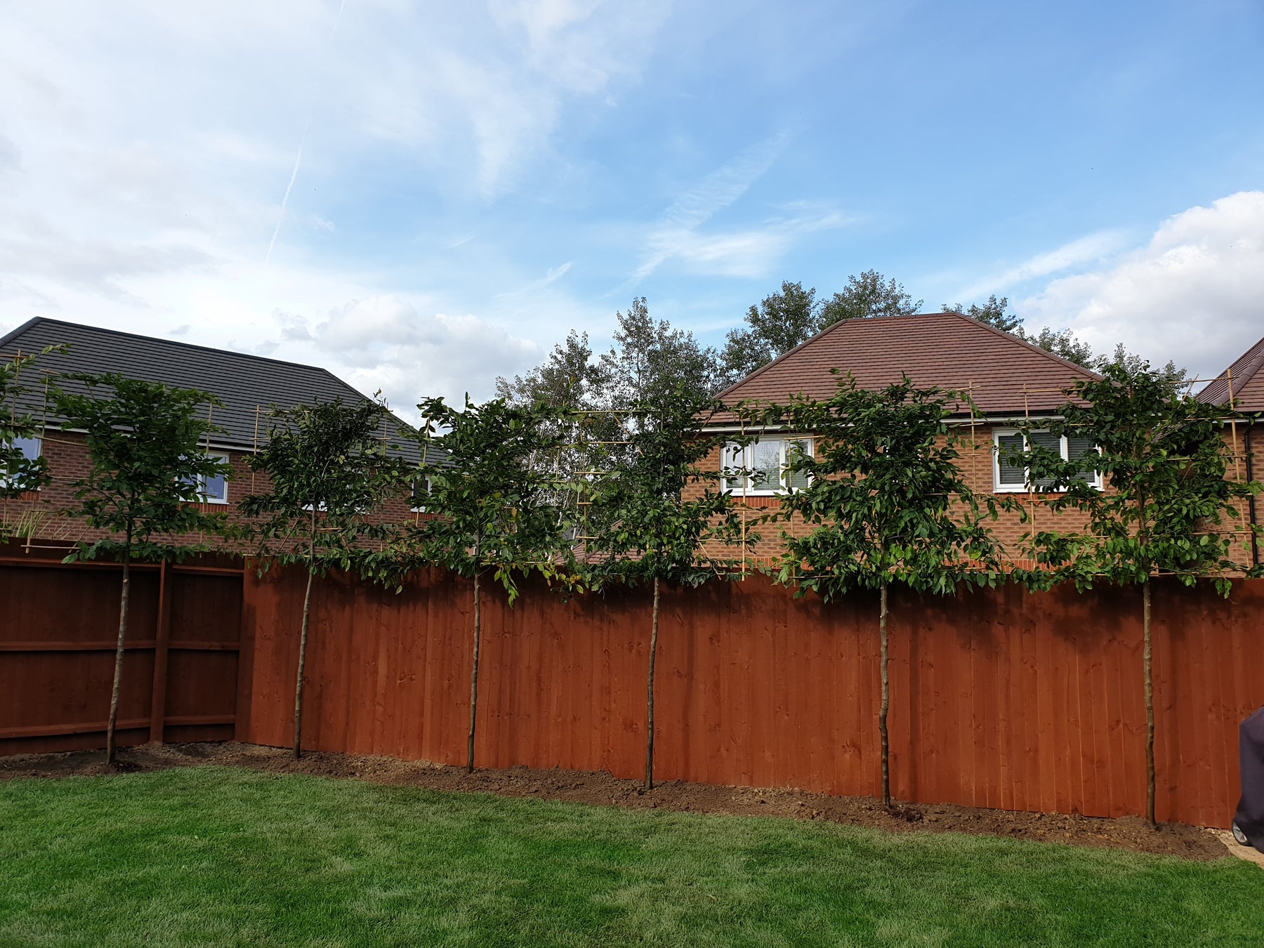 pleached hornbeam tree for privacy