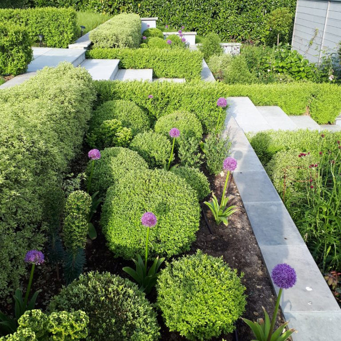 Box topiary