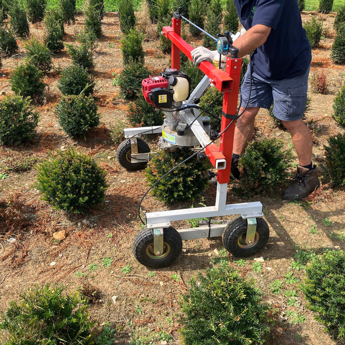 mathias nurseries topiary hedging alternatives