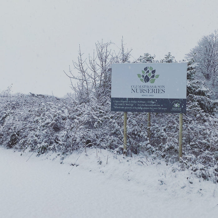 mathias nurseries in winter