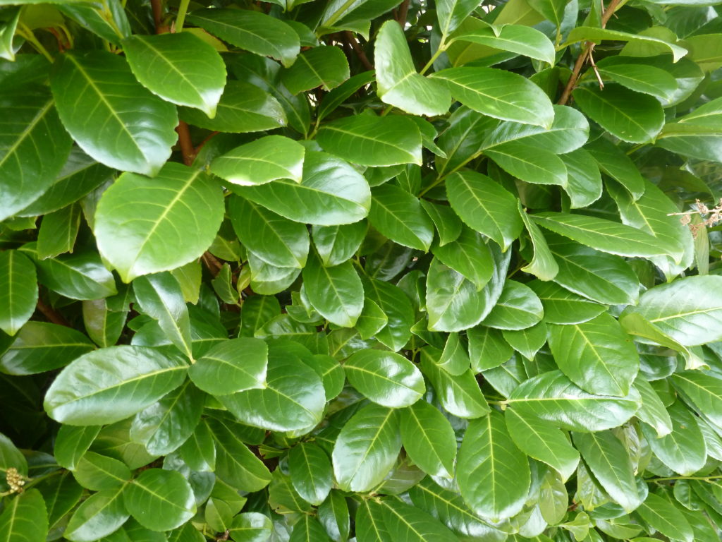 how to plant a laurel hedge