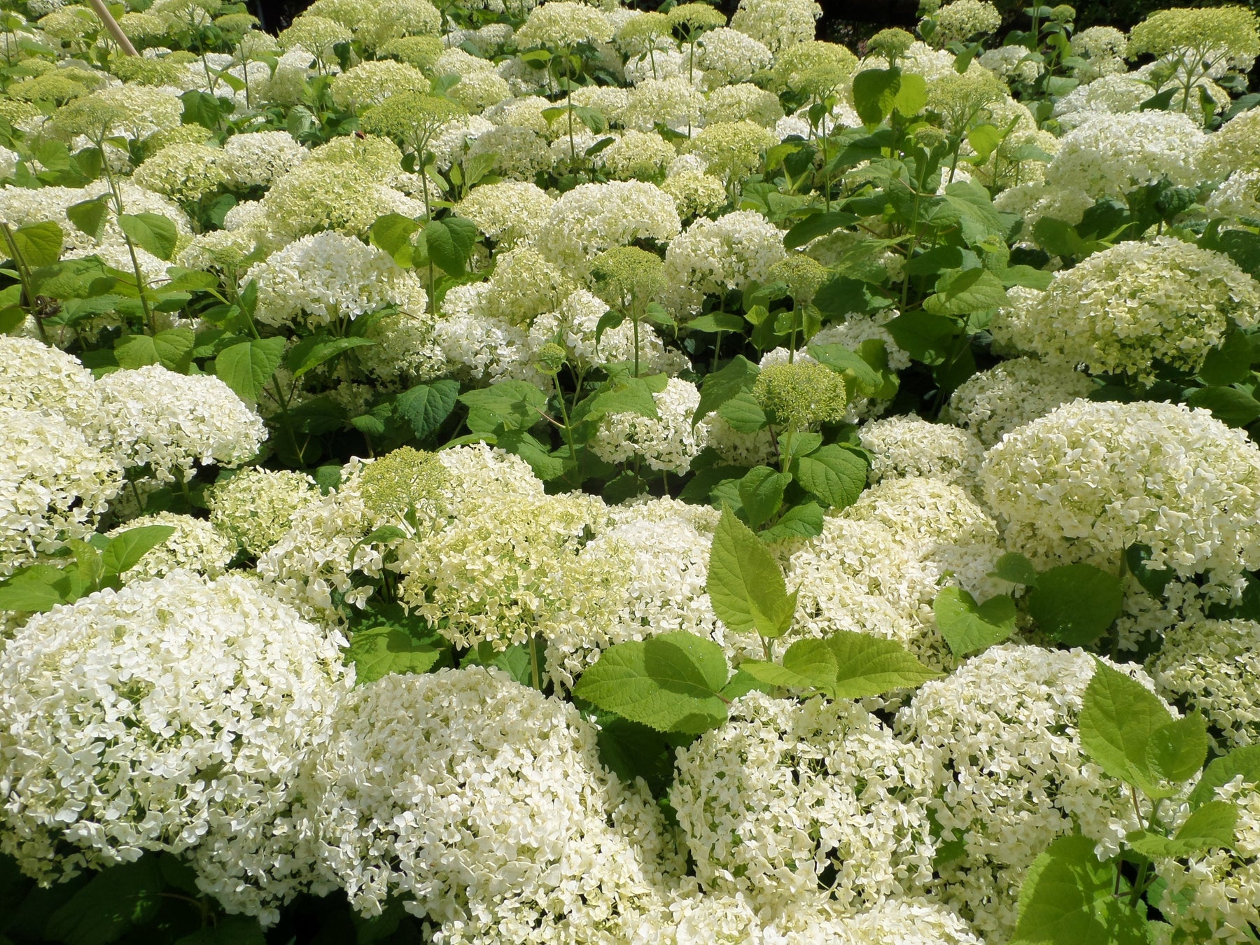 hydrangea colours uk