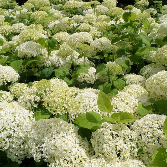 hydrangea colours uk
