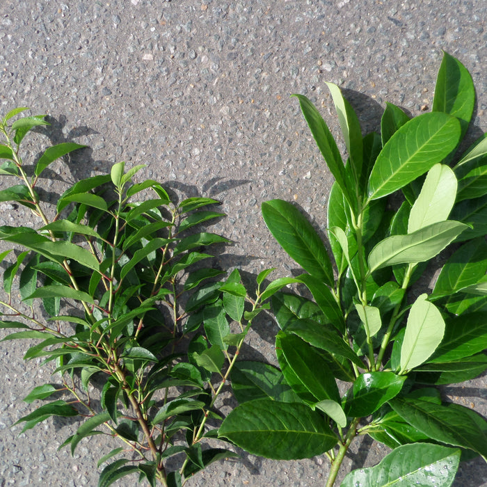cherry vs portuguese laurel bushes from mathias nurseries