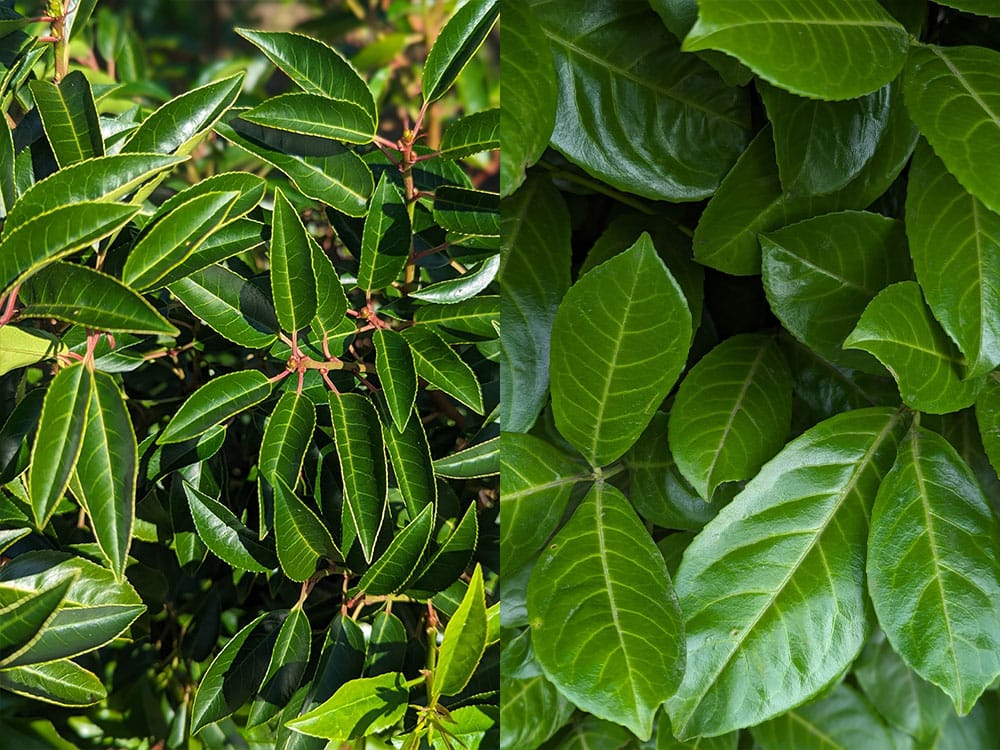 Portuguese Laurel vs Cherry Laurel hedges