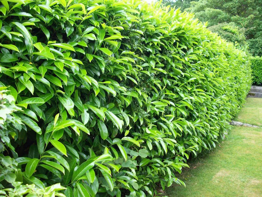 Spacing laurel hedging in gardens