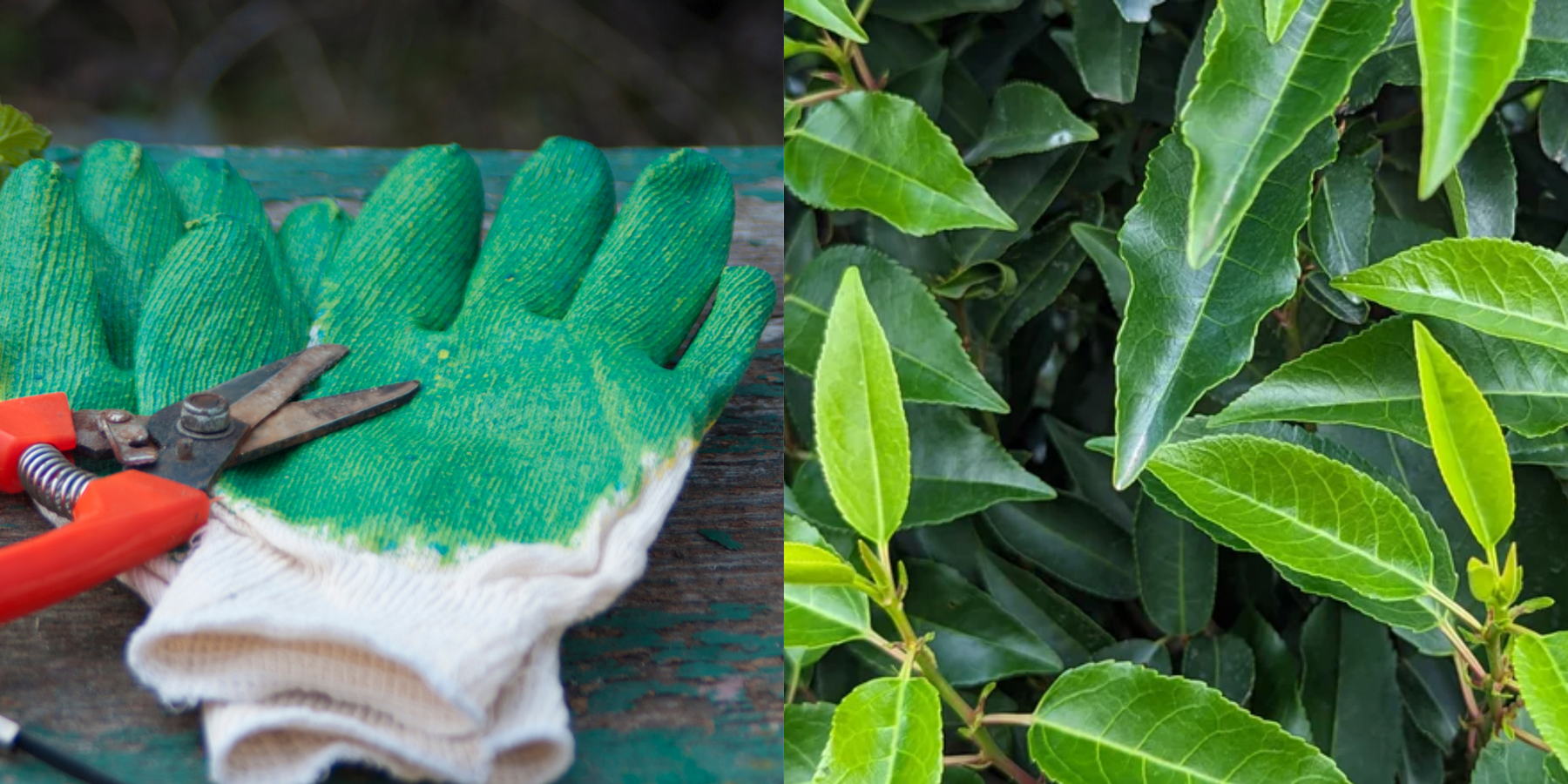 mathias nurseries portuguese laurel pruning