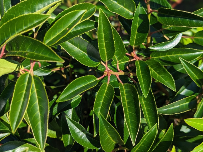 portuguese laurel hedge