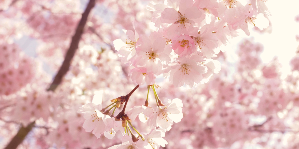 Spring flowering blossom trees uk