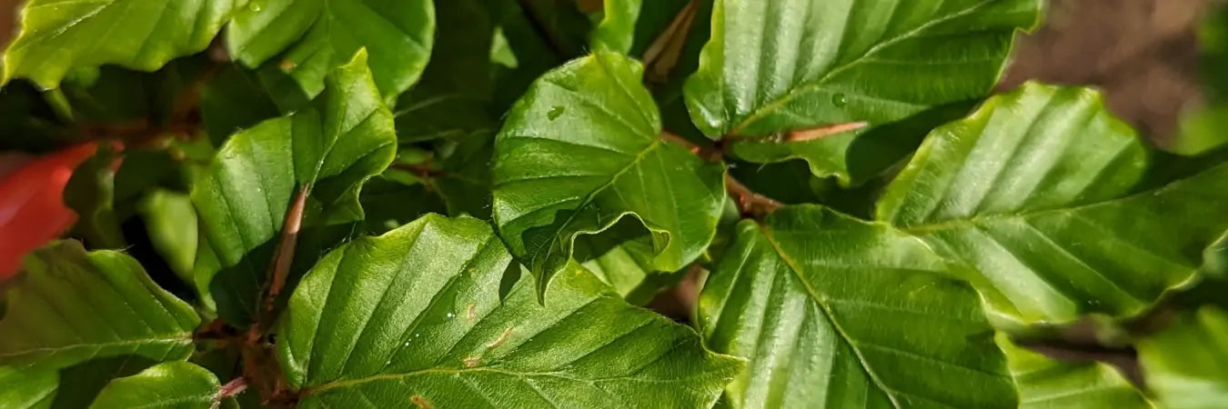 Beech Hedging