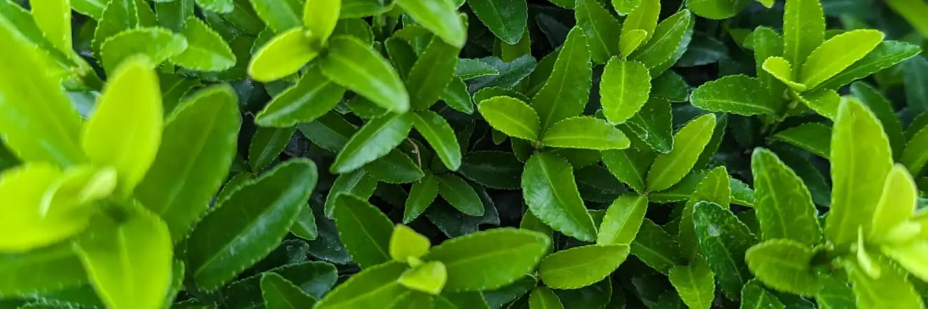 Euonymus Hedging