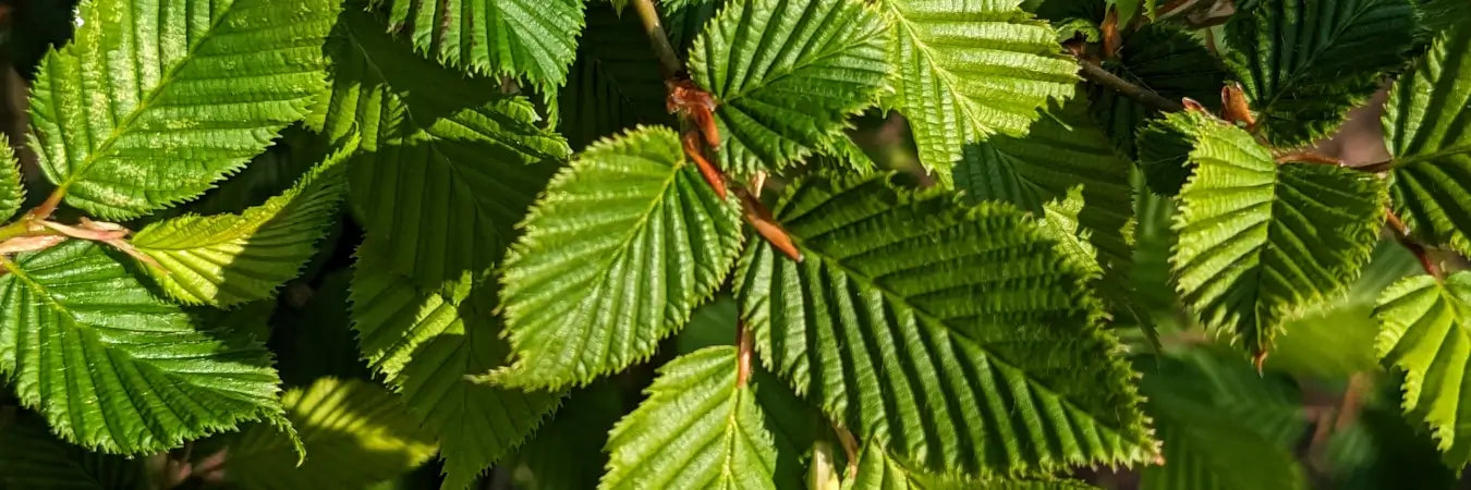 Hornbeam Hedging