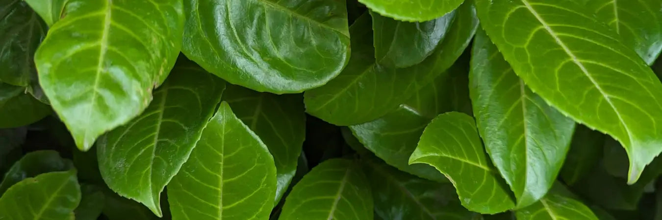 Laurel Hedging