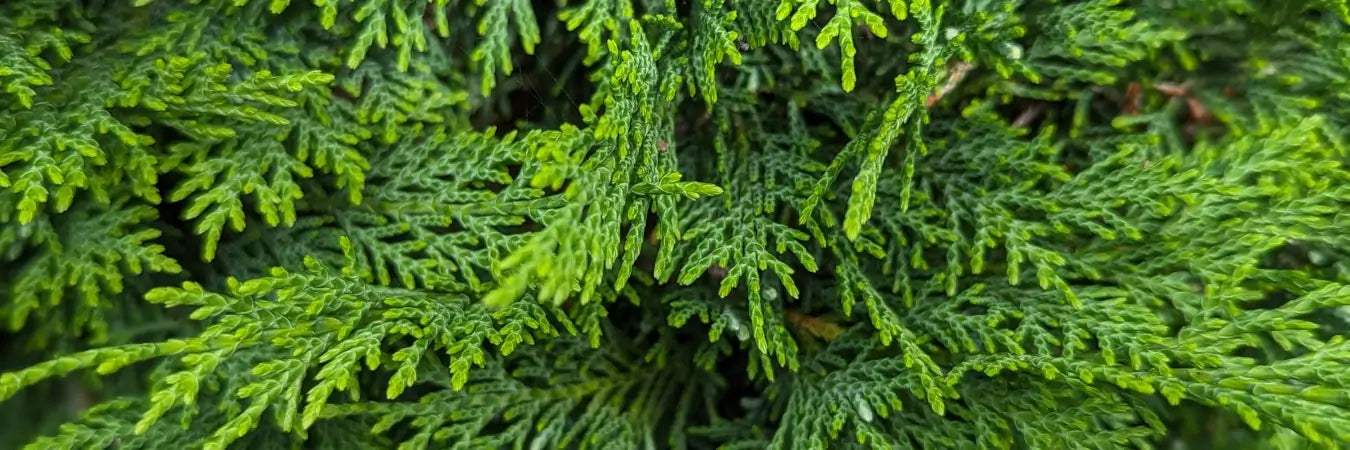 Leylandii Hedging