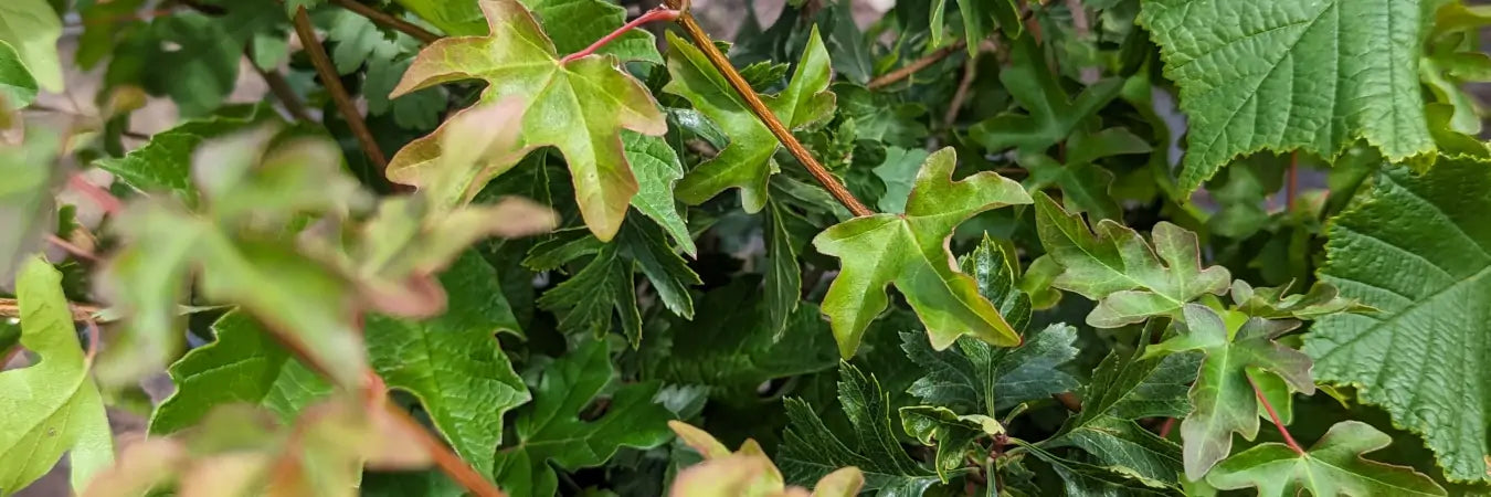 Native Hedging