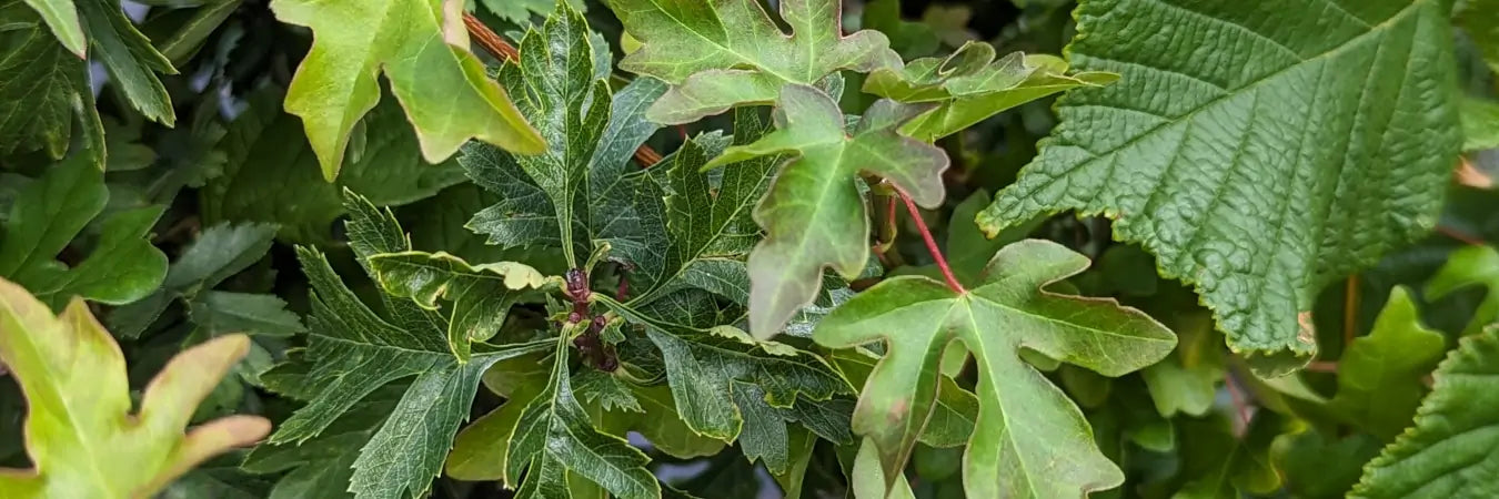 mathias nurseries bare root hedging