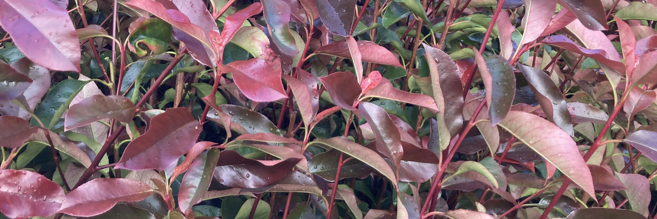 Mathias Nurseries Photinia Red Robin