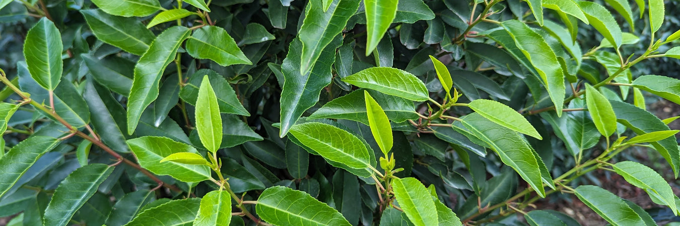 Mathias Nurseries Hedges Online Portuguese Laurel hedging for sale