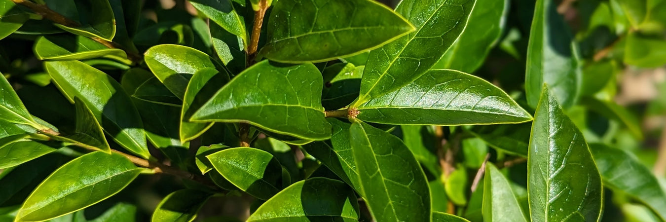 Mathias nurseries Privet hedging