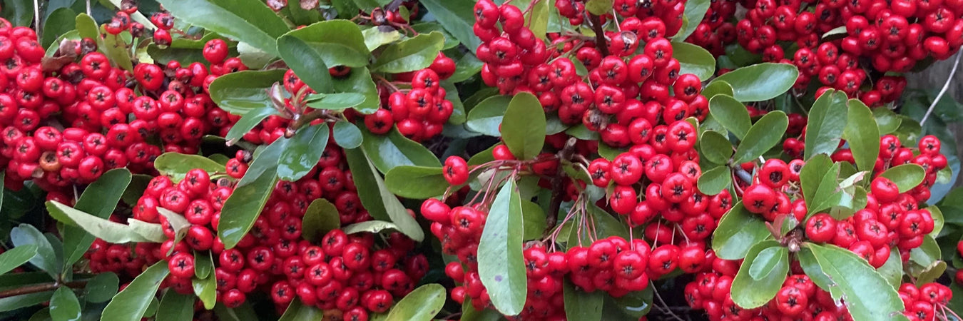 Mathias Nurseries Pyracantha Hedging