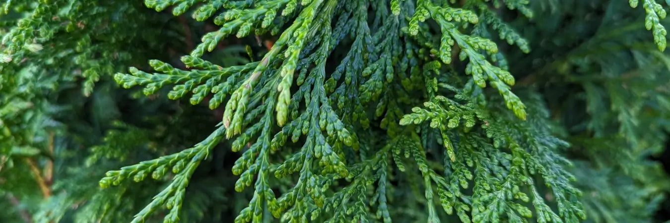 Thuja Hedging