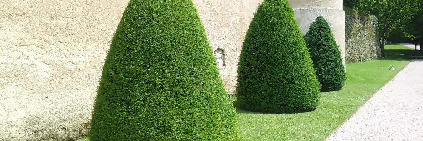 Topiary Hedging