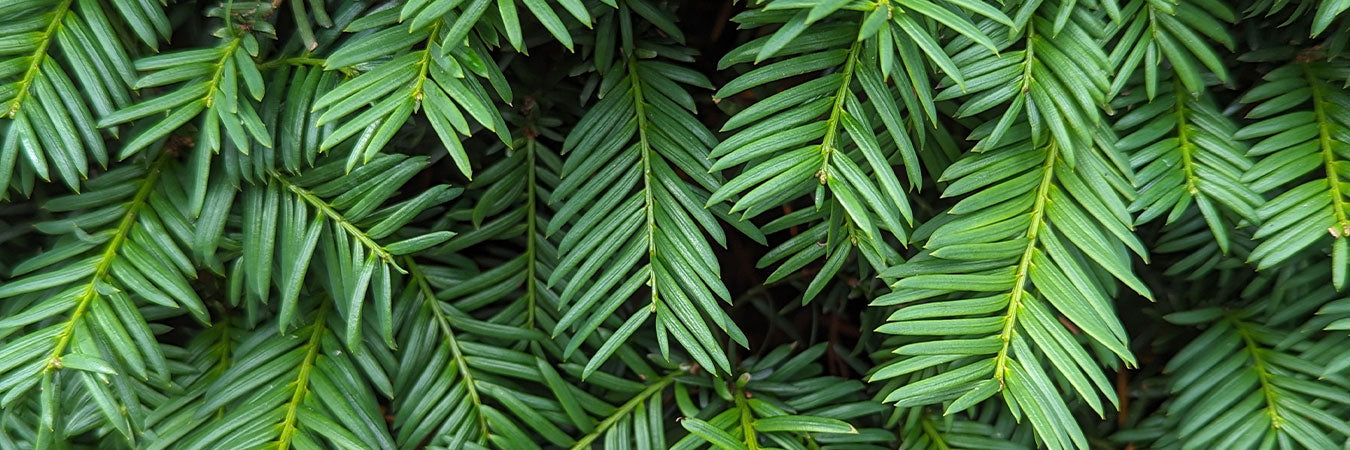 Mathias Nurseries yew hedging