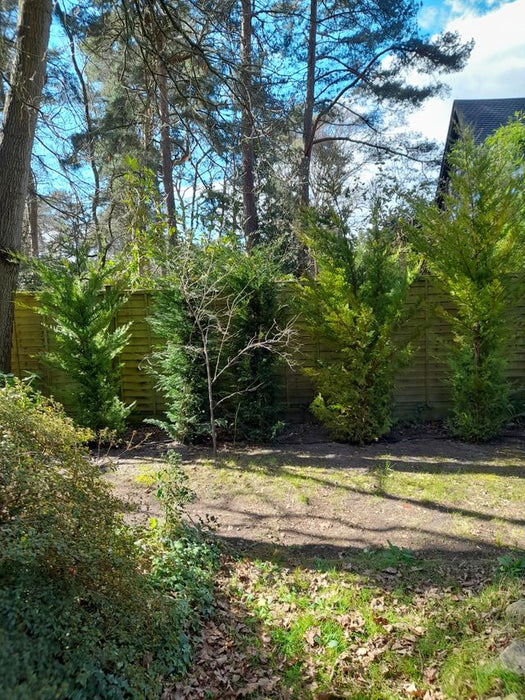 Leylandii 10ft+ (300cm) in a 25lt pot (Second Rate Quality)