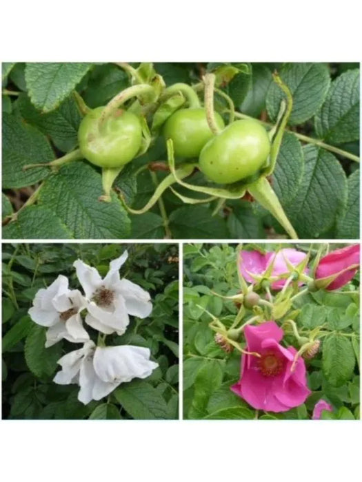 Dog Rose (Rosa Rugosa) Hedging 60-80cm Bare Root