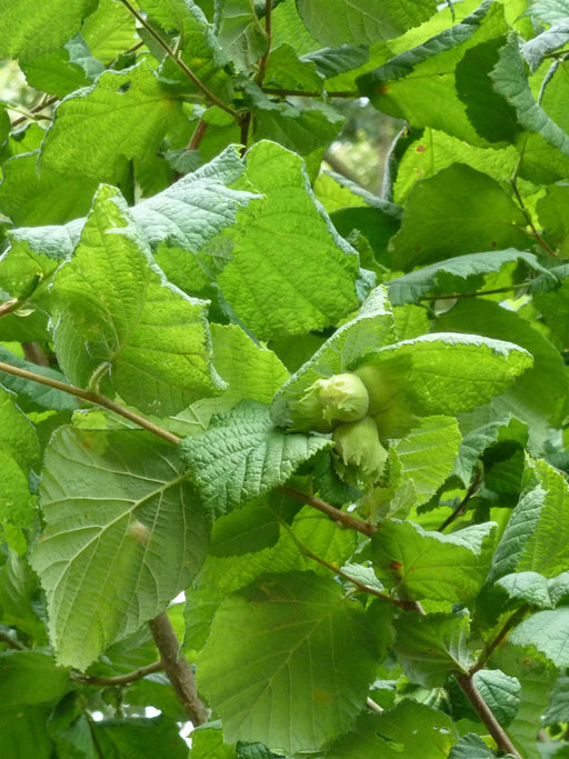 Mathias Nurseries Hazel Hedging Plants