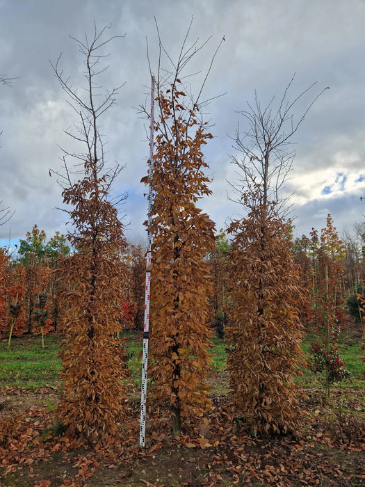 Mathias Nurseries Hornbeam Carpinus Betulus Rootballed Hedging 400cm