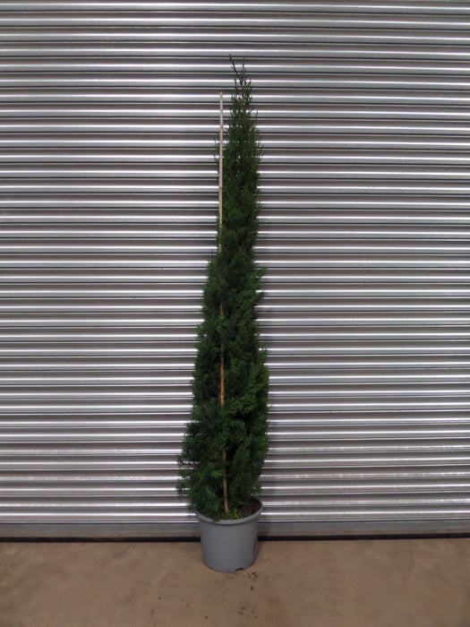 Mathias Nurseries Cupressus sempervirens Garda Italian Cypress Tree For Sale