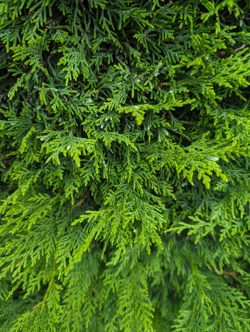 Mathias Nurseries Leylandii Hedging Large