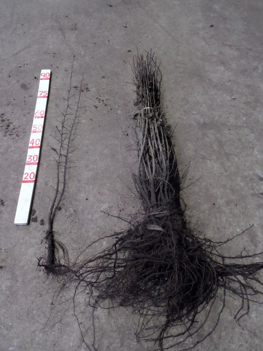 Mathias Nurseries Malus sylvestris Crab Apple Bare Root Hedging