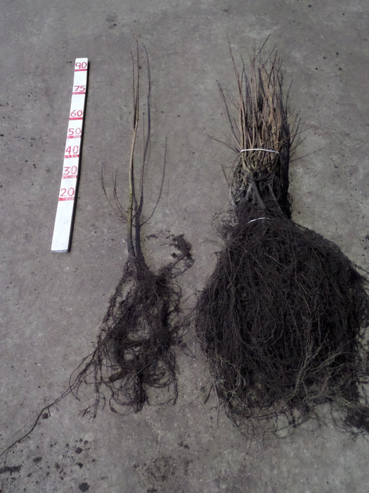 Mathias Nurseries Acer campestre Field Maple Bare Root Hedging