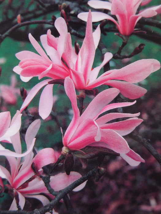Mathias Nurseries Magnolia Leonard Messel Spring Flower