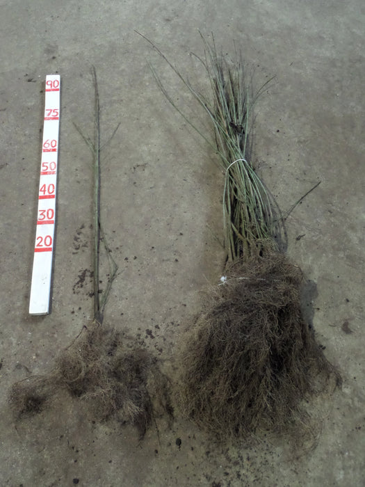 Mathias Nurseries Euonymus europaeus Spindle Hedging Bare Root