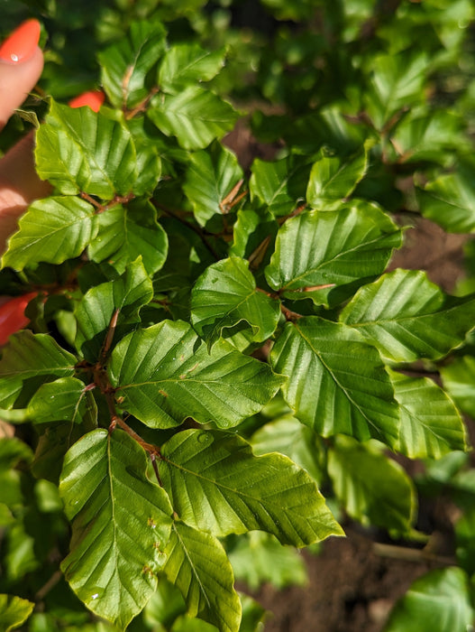 Beech Hedging 5ft (150cm) in a 10lt pot