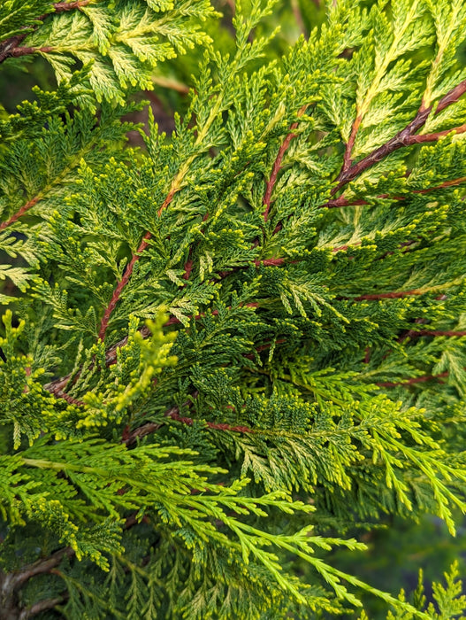 Mathias Nurseries Castlewellan Gold Hedging