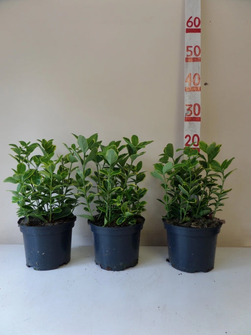 Mathias Nurseries Euonymus japonicus Aureus Hedging Plant 2lt pot