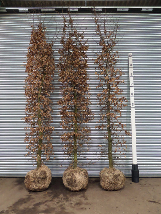 Mathias Nurseries Hornbeam Hedging Rootballed Heavy Duty