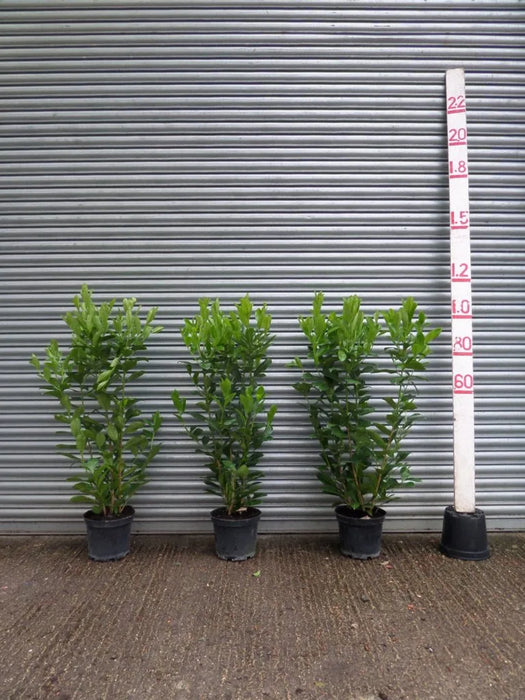 Mathias Nurseries Laurel Hedging 3ft (90cm) in a 7lt pot
