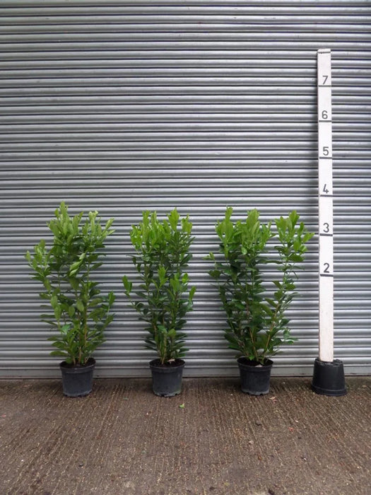 Mathias Nurseries Laurel Hedging 3ft (90cm) in a 7lt pot