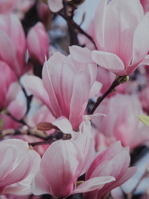 Mathias Nurseries Magnolia Soulangeana Spring Flower Shrub