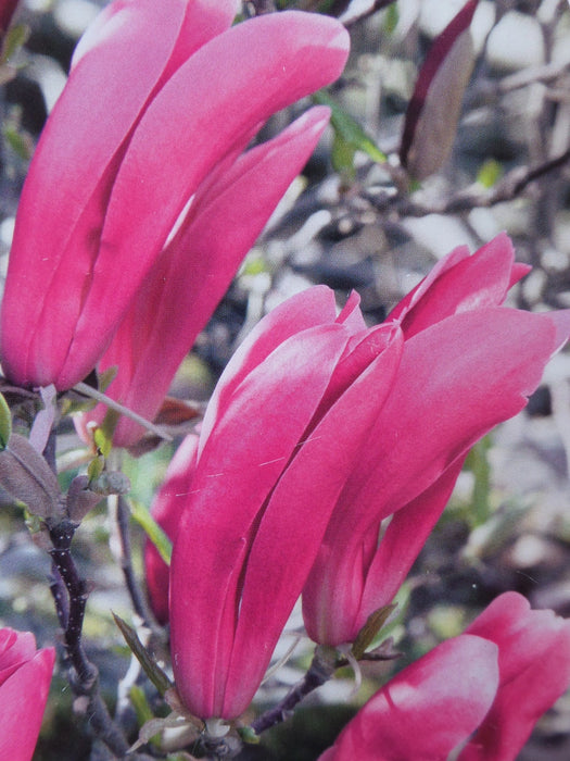 Mathias Nurseries Magnolia Susan Spring Pink Purple Flowers