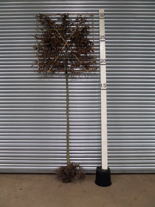 Mathias Nurseries Carpinus betulus Pleached Hornbeam