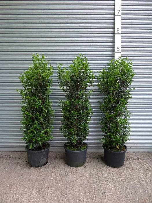 Mathias Nurseries Portuguese Laurel Hedging Plants