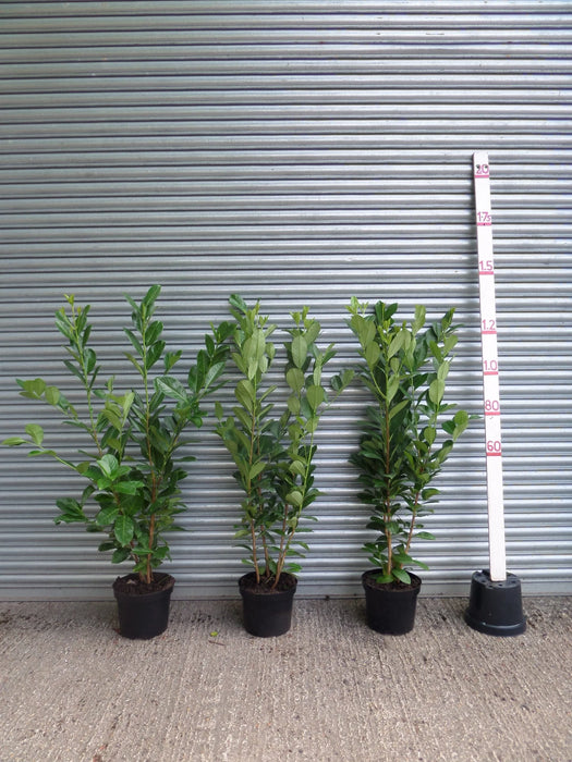 Mathias Nurseries Laurel hedging 4ft 120cm