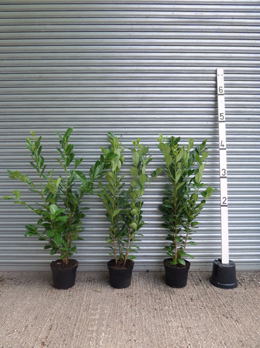 Mathias Nurseries Laurel hedging 4ft 120cm