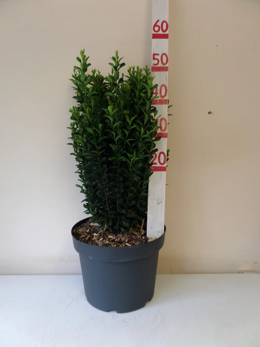 Mathias Nurseries Euonymus Green Spire Plant 50cm tall